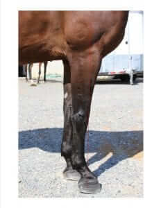 Horse conformation and lameness